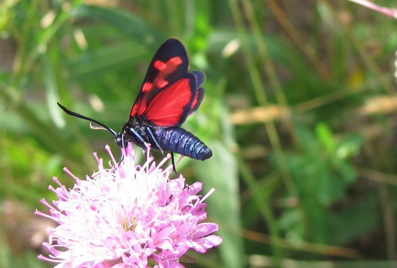 Zygaena filipendulae o transalpina? Z.transalpina